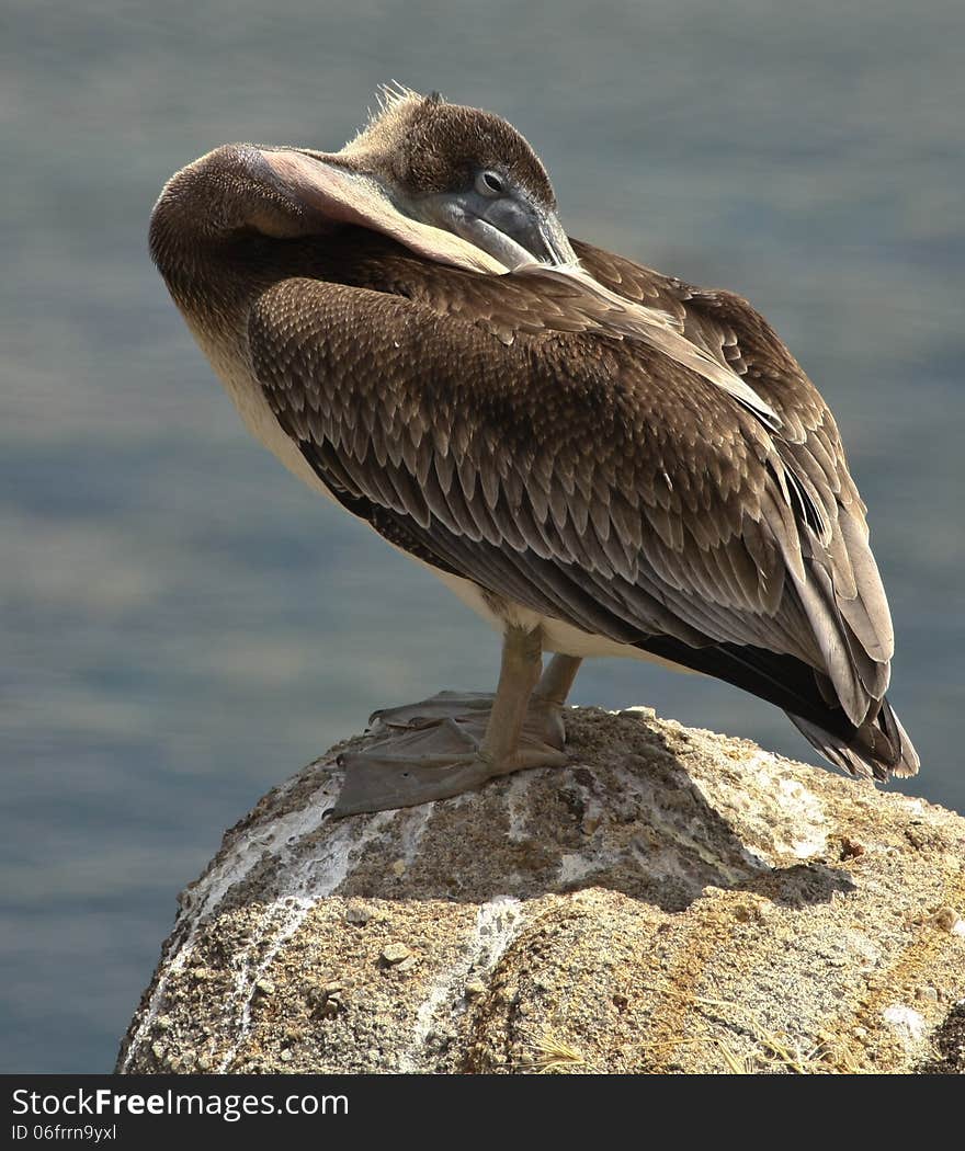 Sleeping Pelican on the Rocks