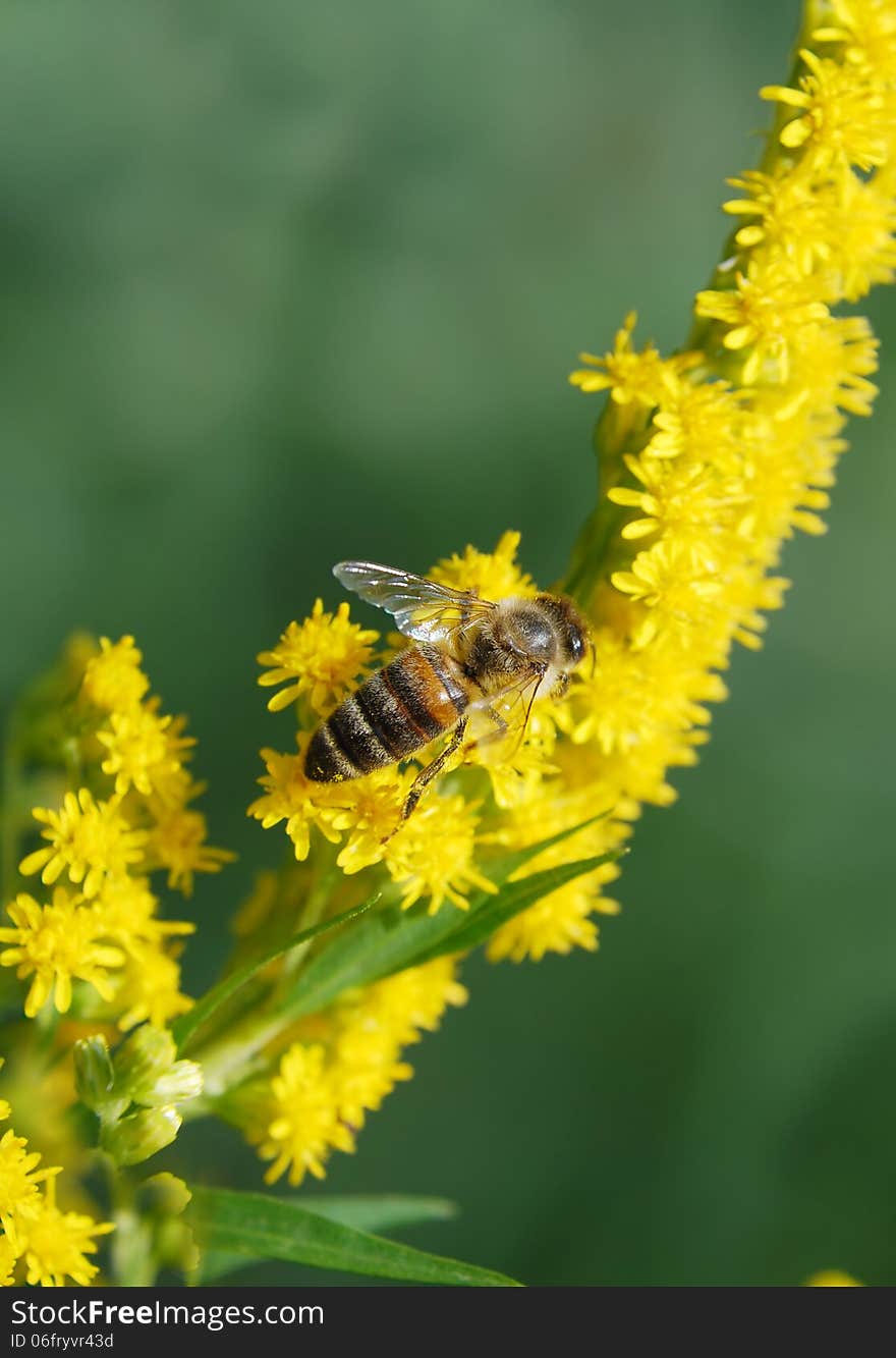 Honey bee on a branch with yellow flower. Honey bee on a branch with yellow flower