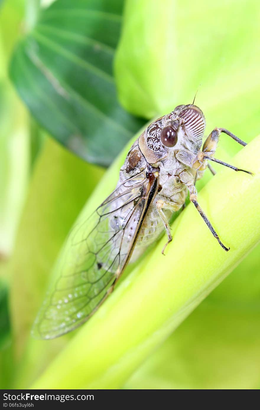 Cicada on a tree.