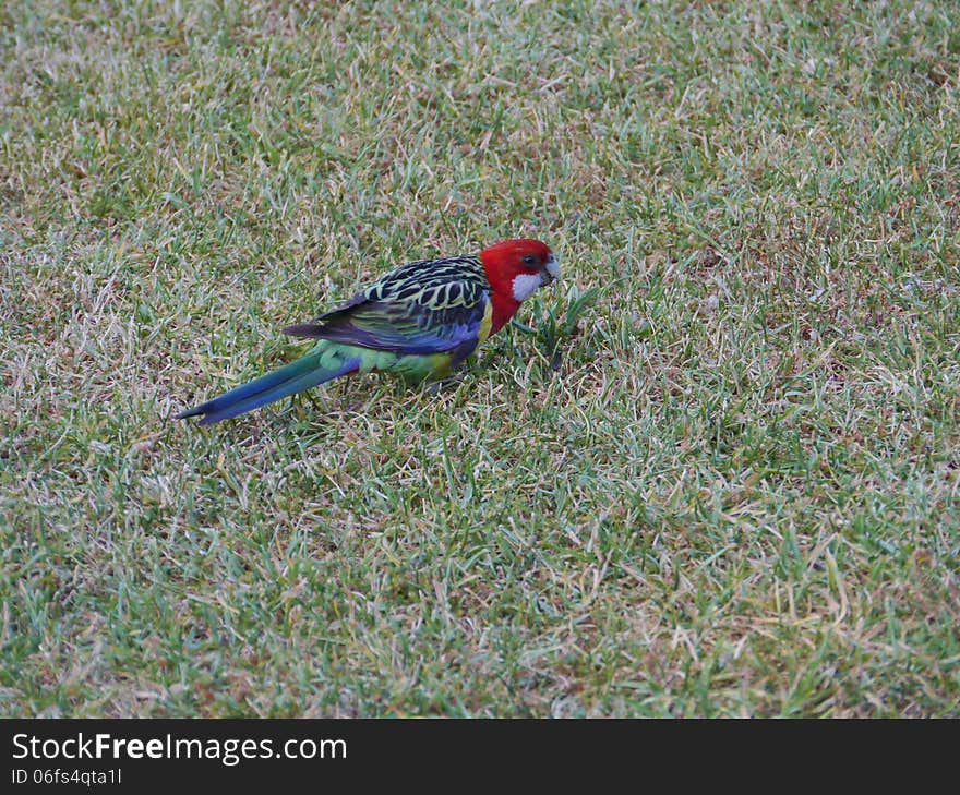 A young Australian Crimson Rosella Platycercus elegans in Australia