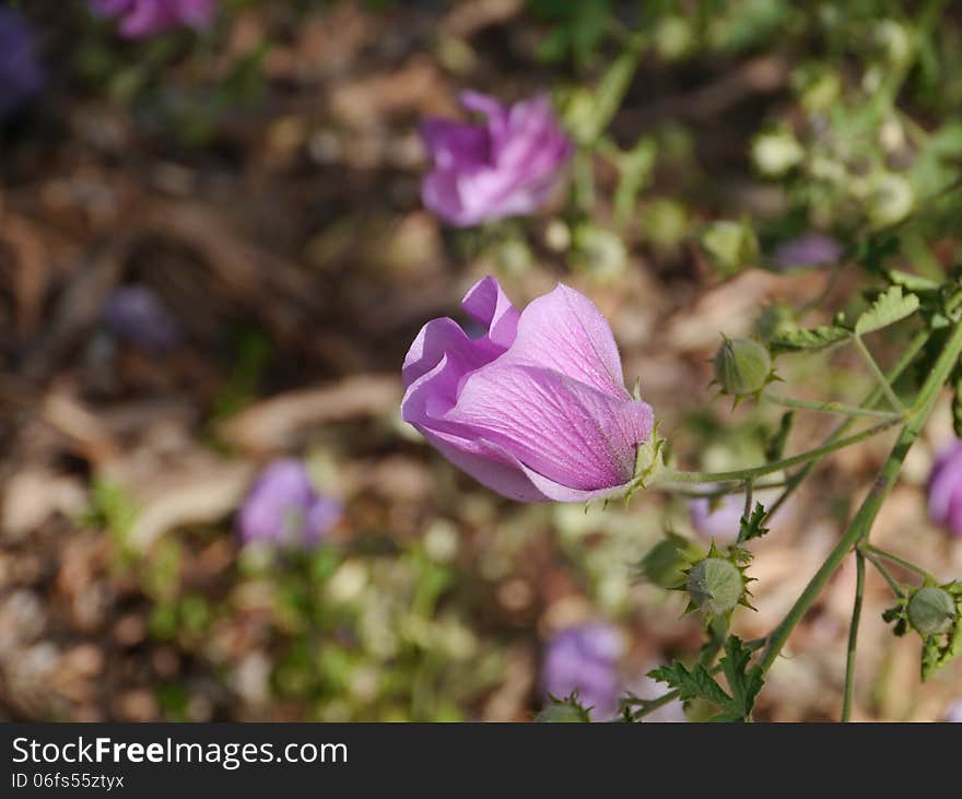 Flowers of the desert