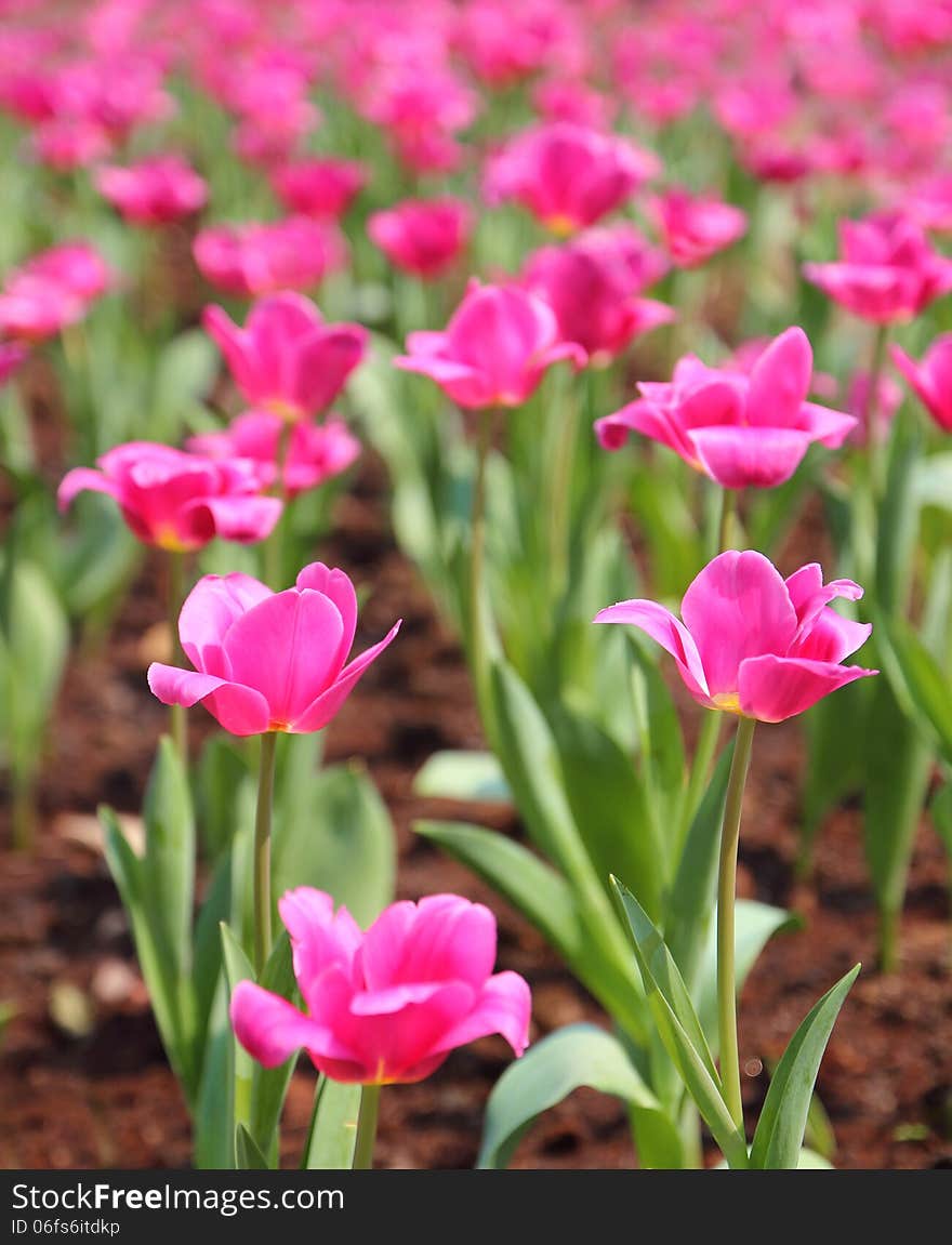 Pink Tulips