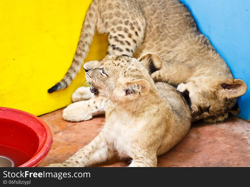 Two cute lion cubs playing together. Two cute lion cubs playing together