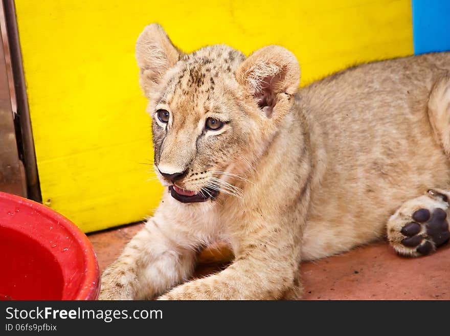 Little Lion Cub looking at something