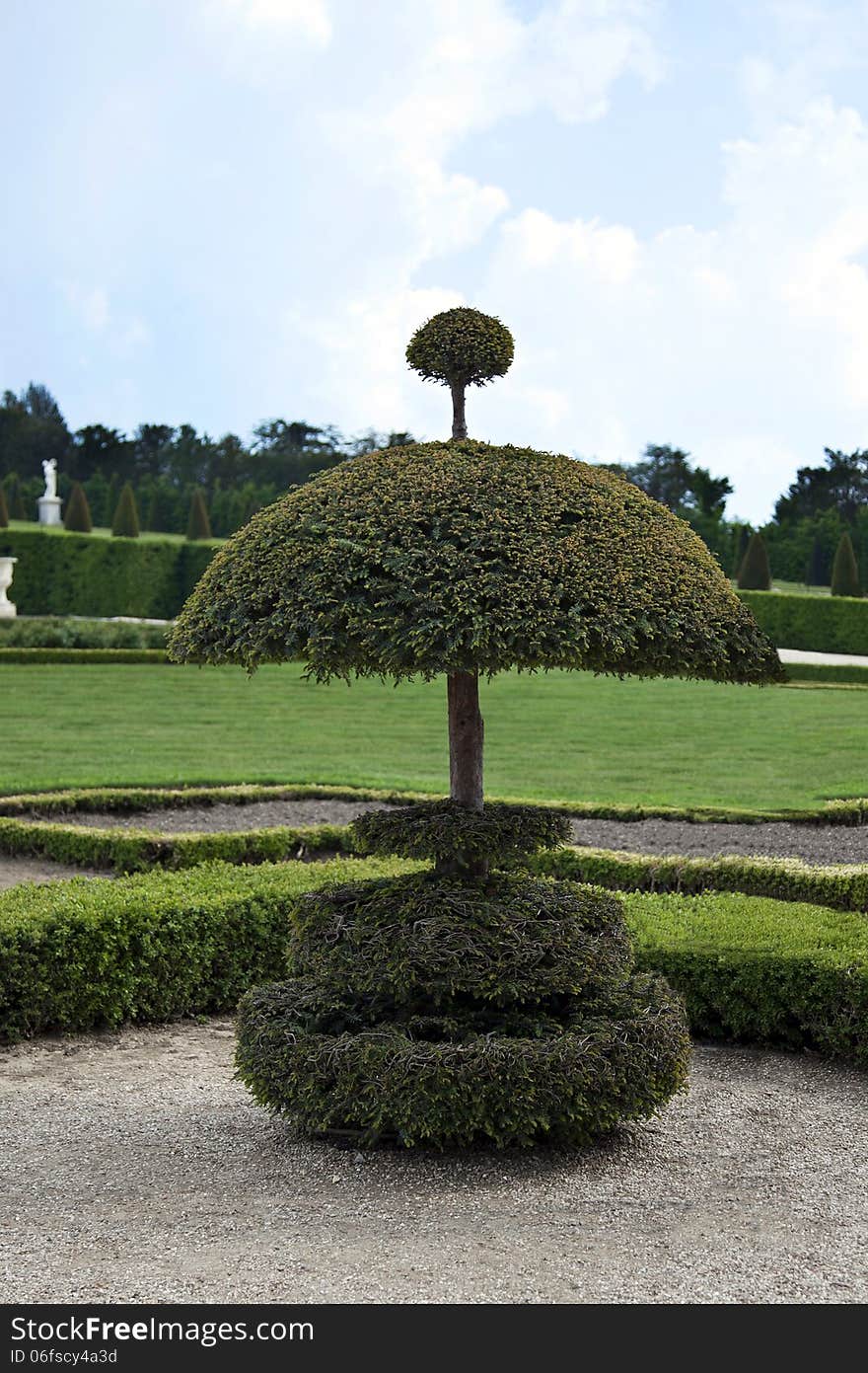 Fancy thuja, a smartly trimmed in the garden.