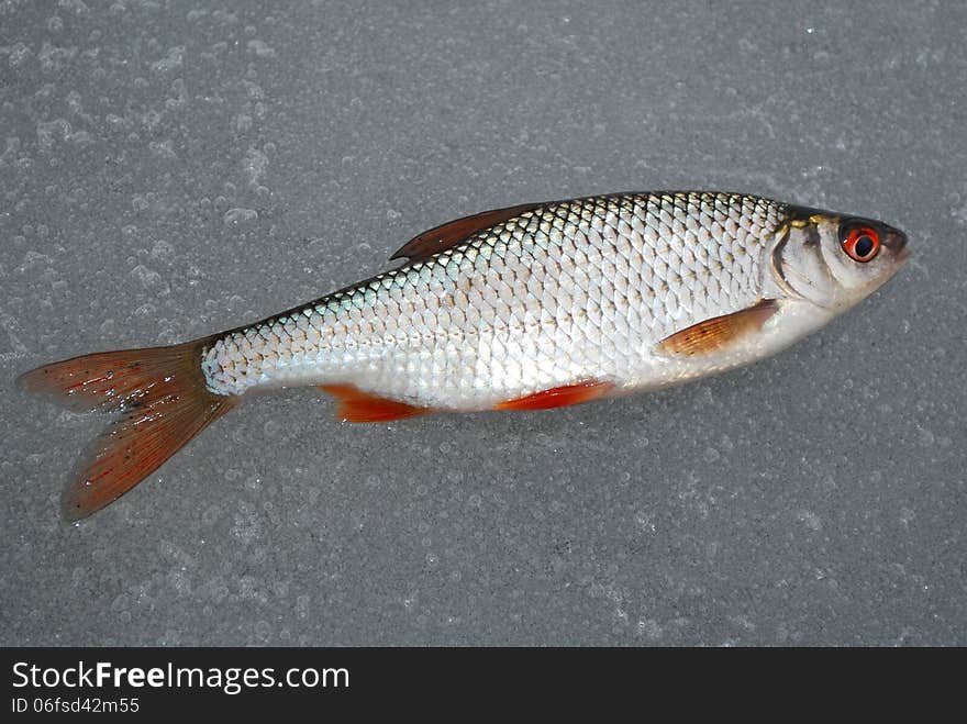 Roach Lying On The Ice, This Winter Fishing