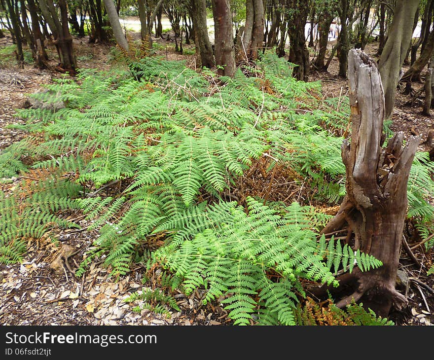 Beautiful scene and vegetation