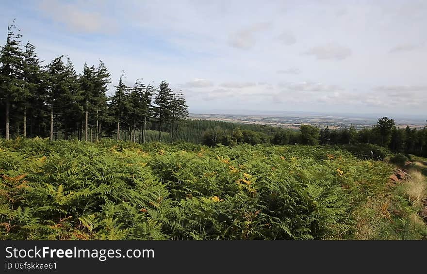 Quantock Hills Somerset England views towards the Bristol Channel with trees and ferns. Quantock Hills Somerset England views towards the Bristol Channel with trees and ferns