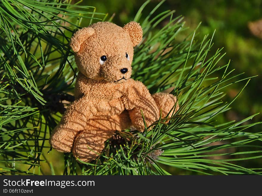 Stuffed toy teddy bear sitting on a pine tree branch. Stuffed toy teddy bear sitting on a pine tree branch.