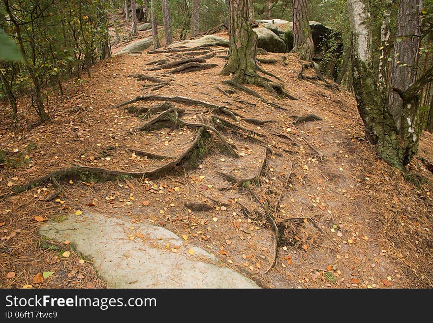 Details of above ground roots