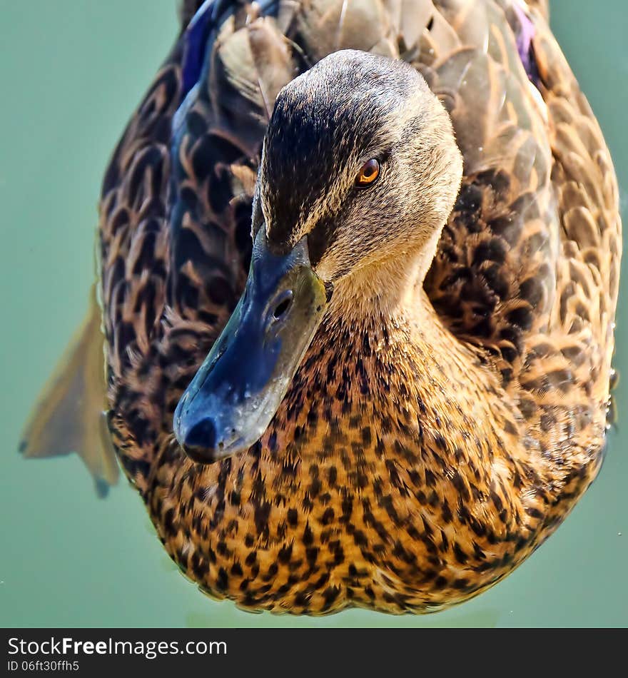 Mallard Making Eye Contact