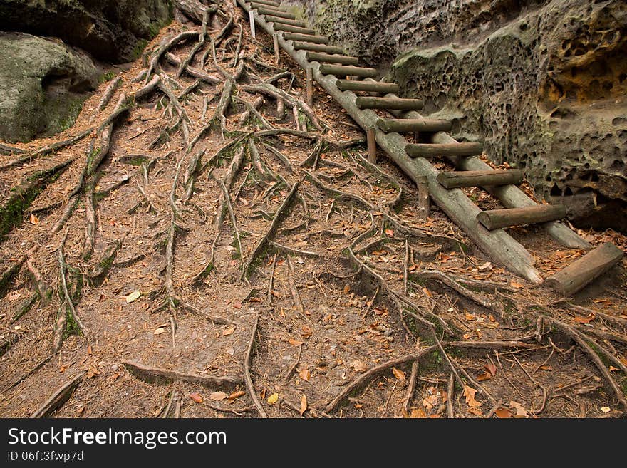 Wooden stairs lead along the rocks, roots above the surface