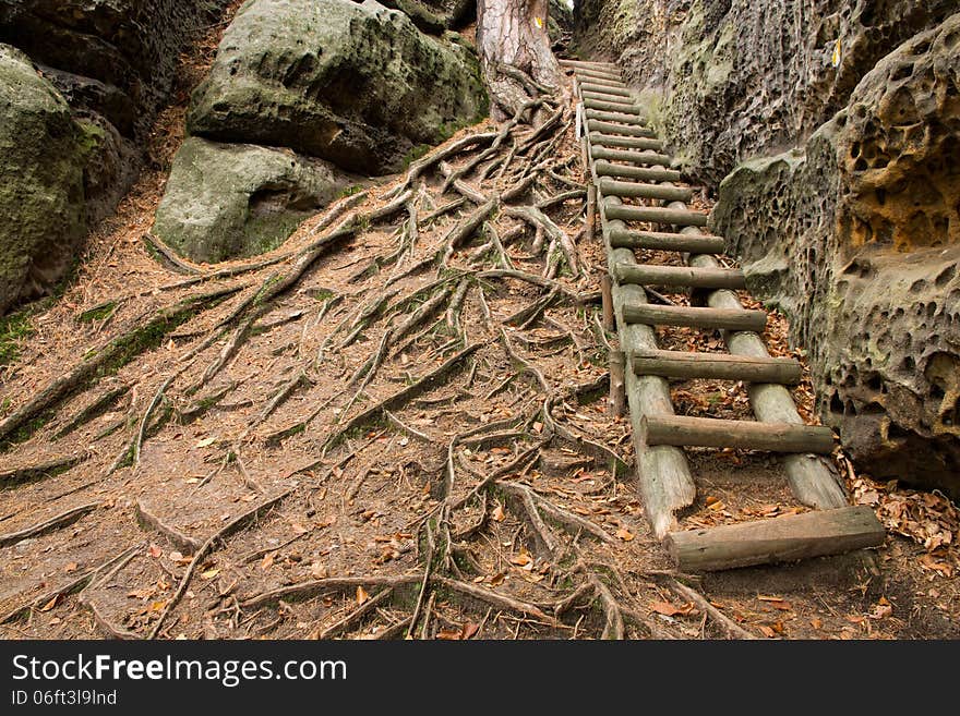 Wooden stairs lead along the rocks, roots above the surface