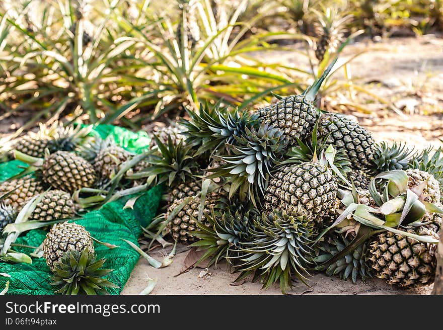 Fresh pineapples at fruit market in Thailand. Fresh pineapples at fruit market in Thailand