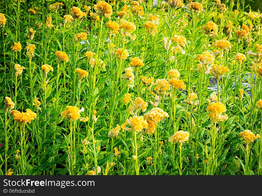 Spring background with beautiful yellow flower. Summer