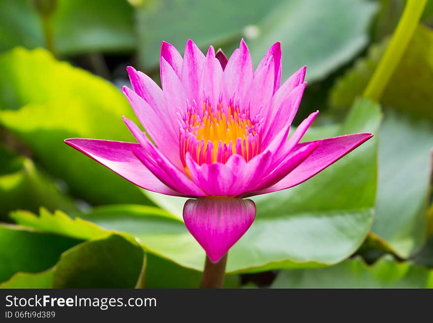 Pink Lotus flower