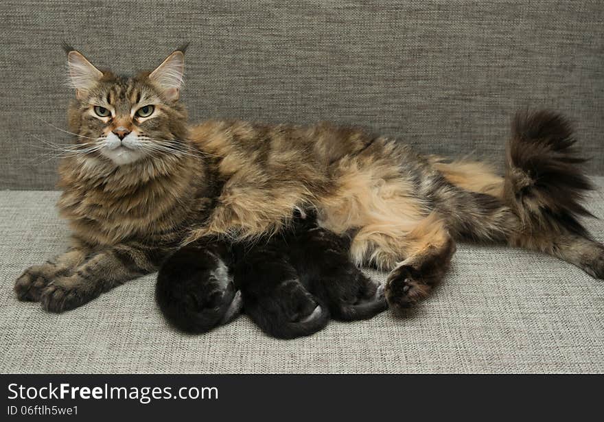 Cat mother feeds her kittens milk. Cat mother feeds her kittens milk