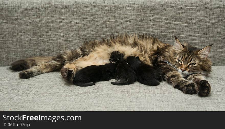 Cat mother feeds her kittens milk