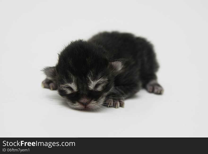 Newborn kitten on white background