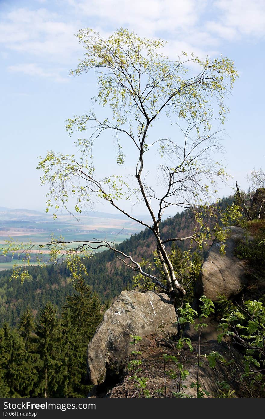 Birch on a rock in the forest