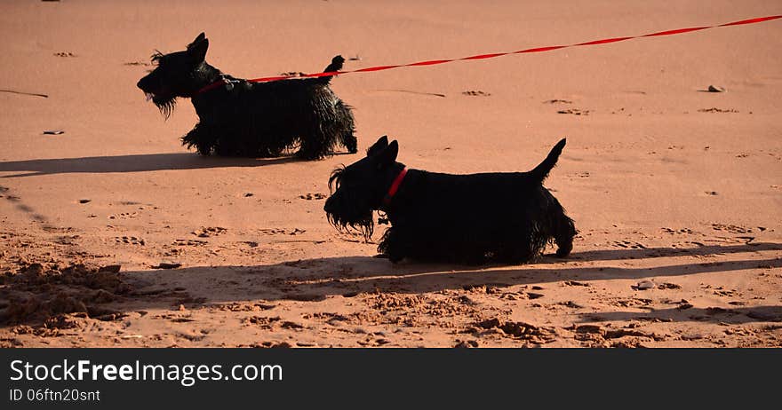 Black Scottie Dogs or Scottish Terriers on sandy beach