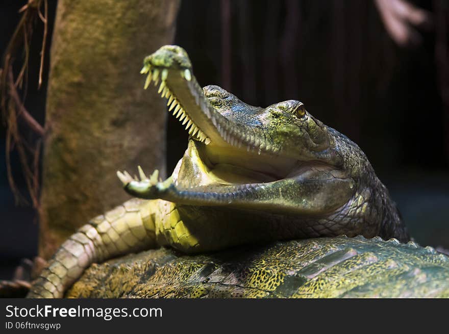 A gharial (called also gavial and fish-eating crocodile)