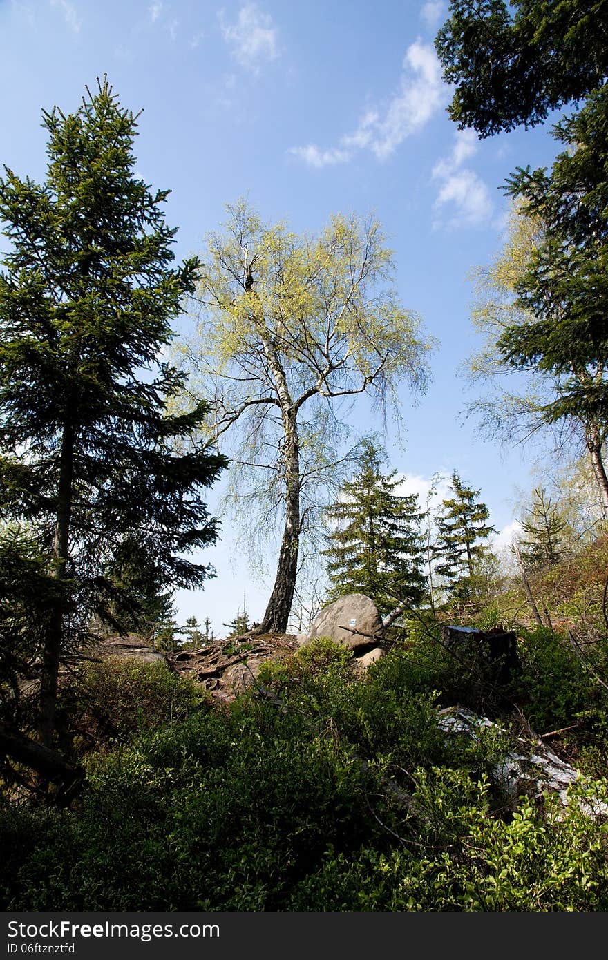 Birch with yellow leaves between the trees. Birch with yellow leaves between the trees