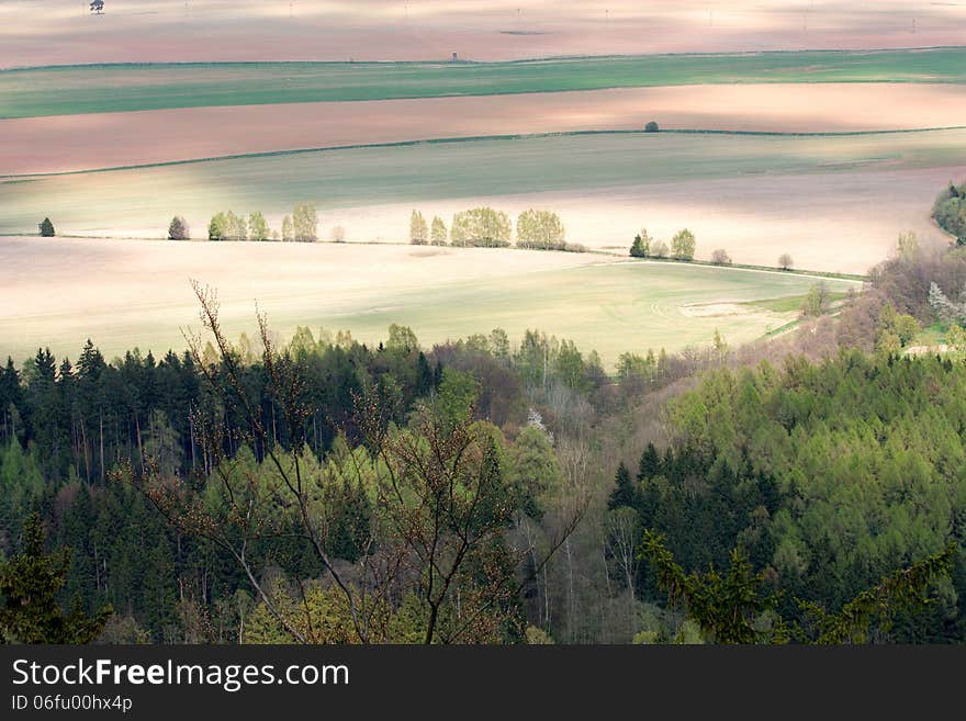 Forest And Field