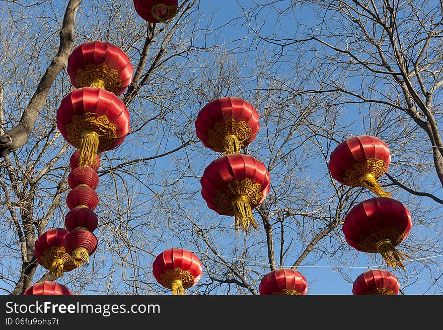 Many red lanterns hanging branches. Many red lanterns hanging branches