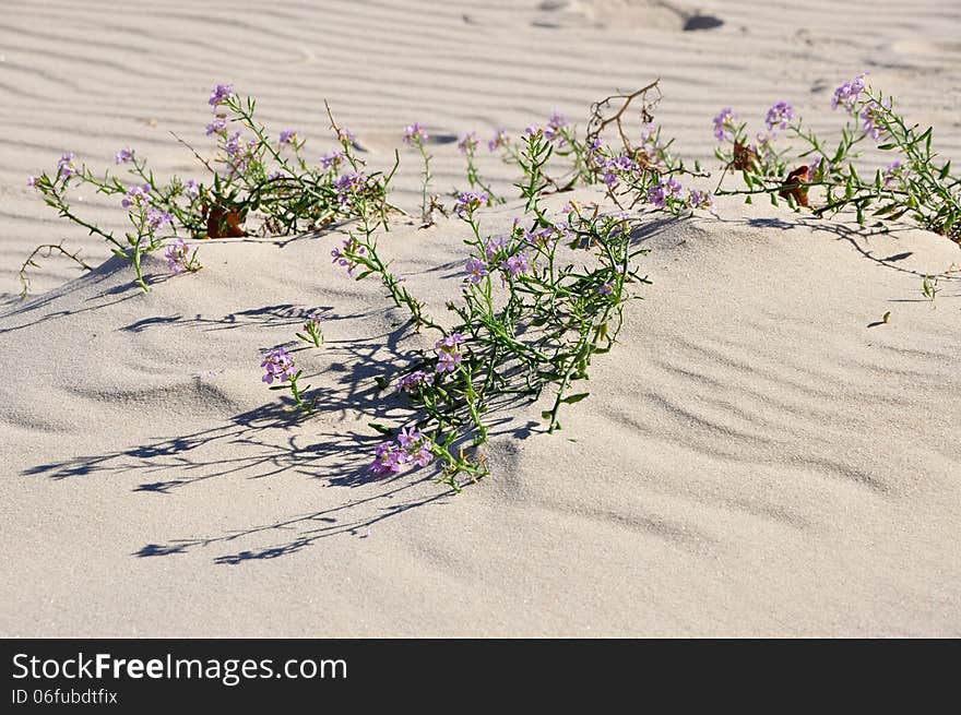 Beach on the island of Usedom. Beach on the island of Usedom