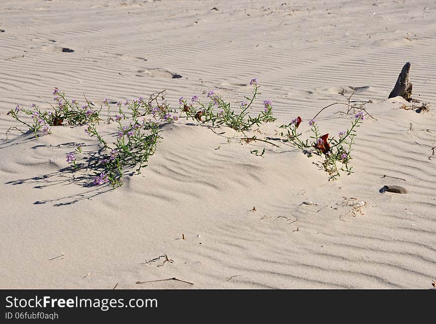 Beach on the island of Usedom. Beach on the island of Usedom