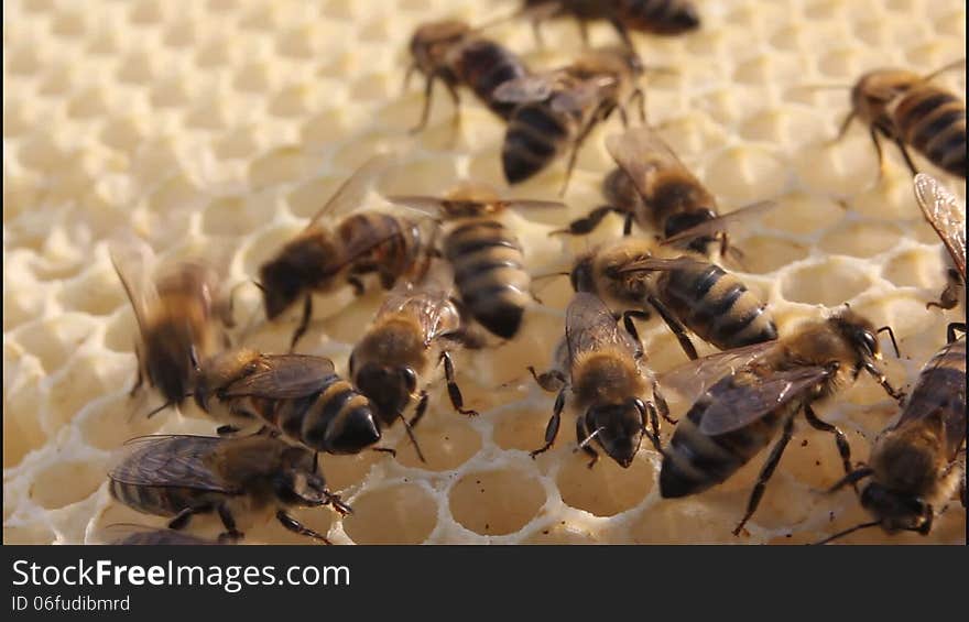 Bees build honeycombs