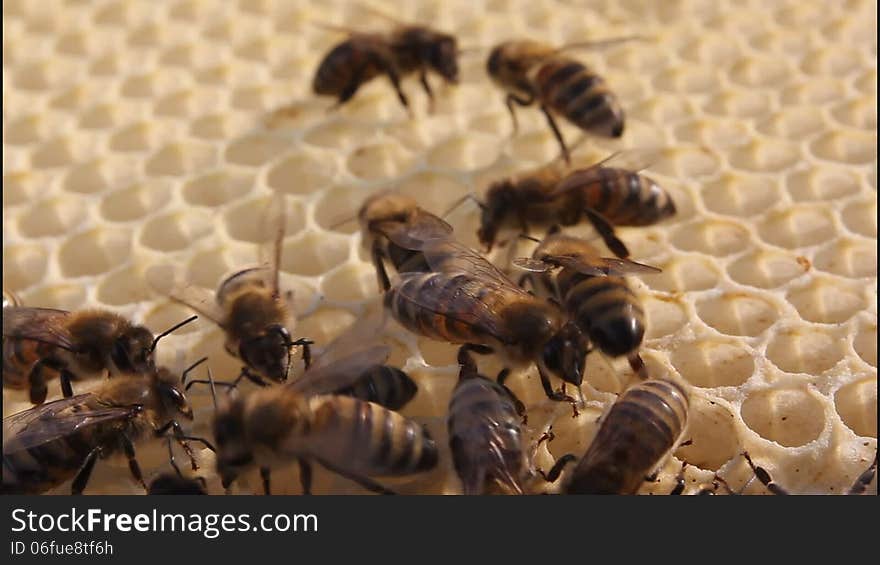 Bees build honeycombs