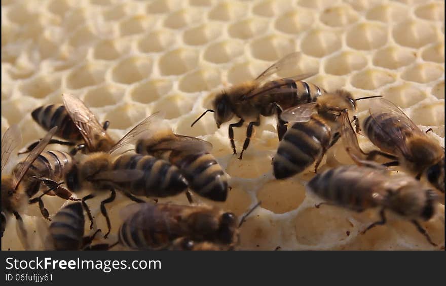 Bees build honeycombs