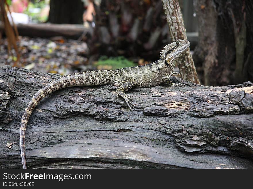 Lizard enjoying the day on a log in rainforest park in adelaide australia. Lizard enjoying the day on a log in rainforest park in adelaide australia