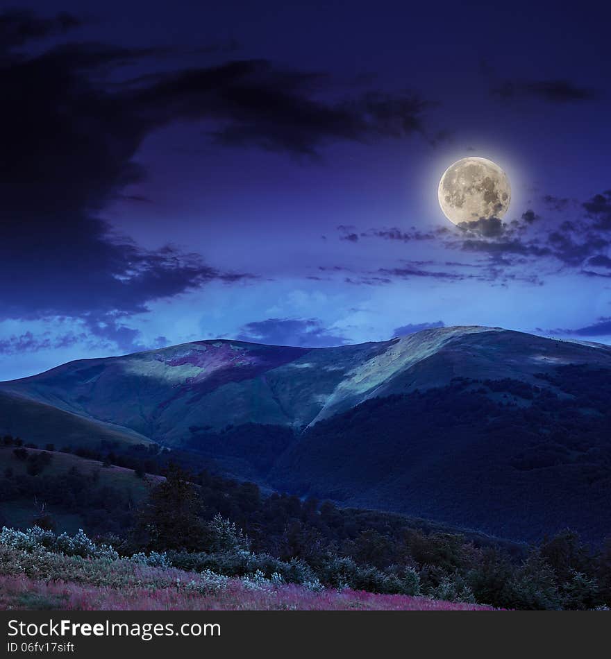 Coniferous forest on a steep mountain slope at night