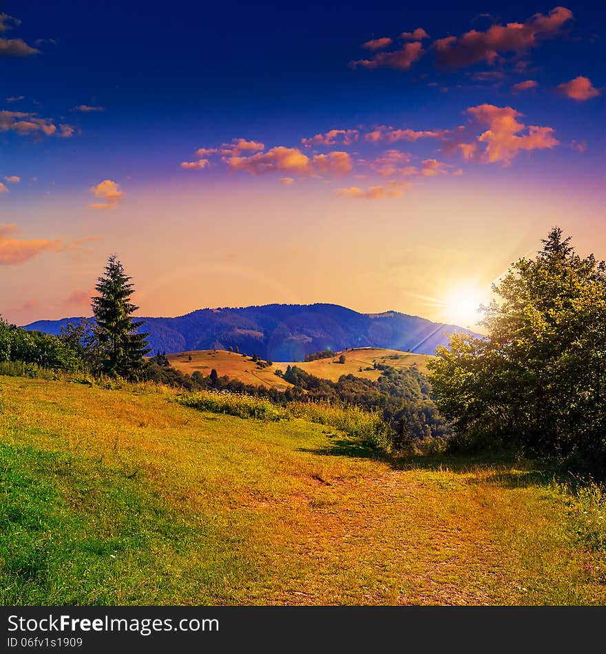 Coniferous Forest On A Steep Mountain Slope