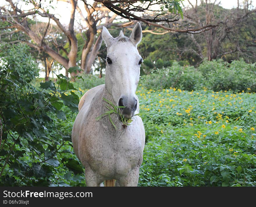 White horse on flowers field in evening