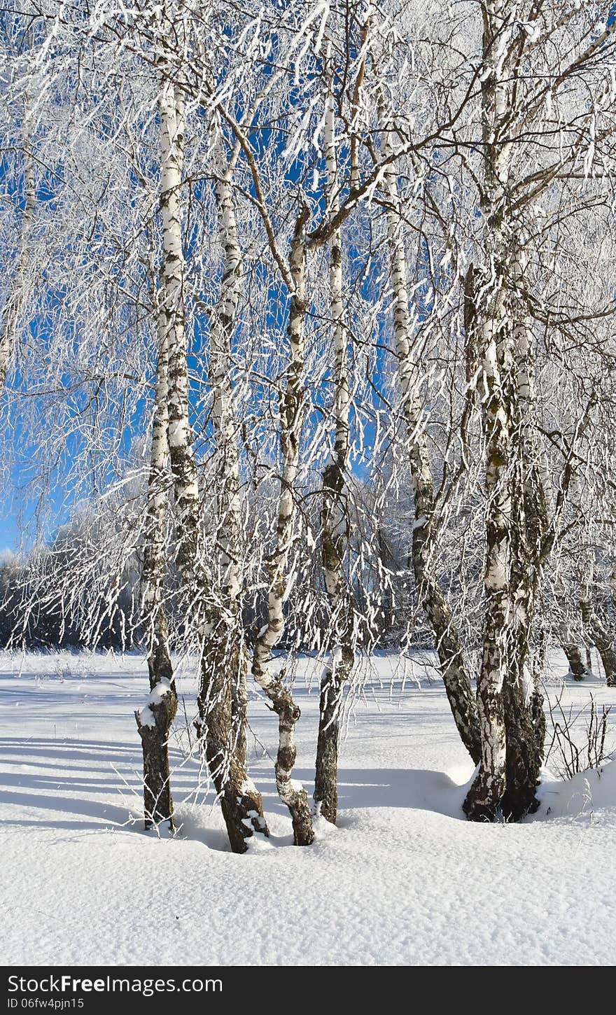 Birches in winter