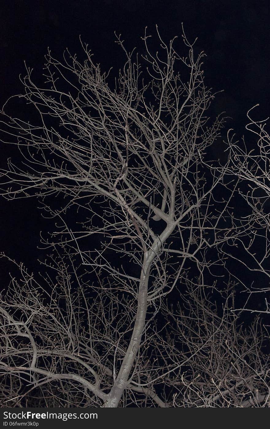 The bare branches under the night sky in winter