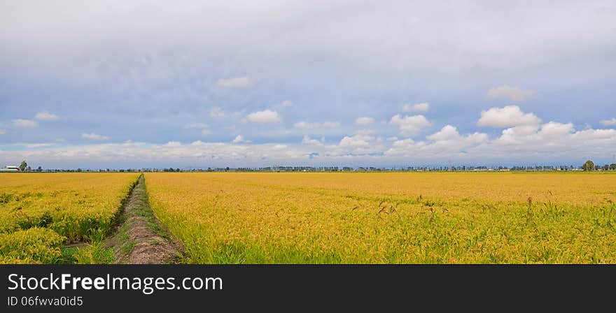 Paddy Field in Italian Countryside. Paddy Field in Italian Countryside