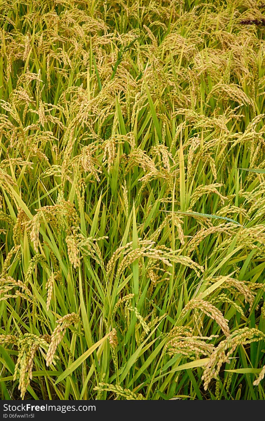 Paddy Field in Italian Countryside. Paddy Field in Italian Countryside