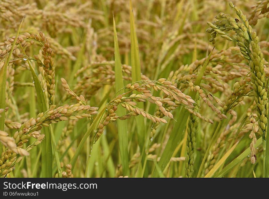 Paddy Field in Italian Countryside. Paddy Field in Italian Countryside