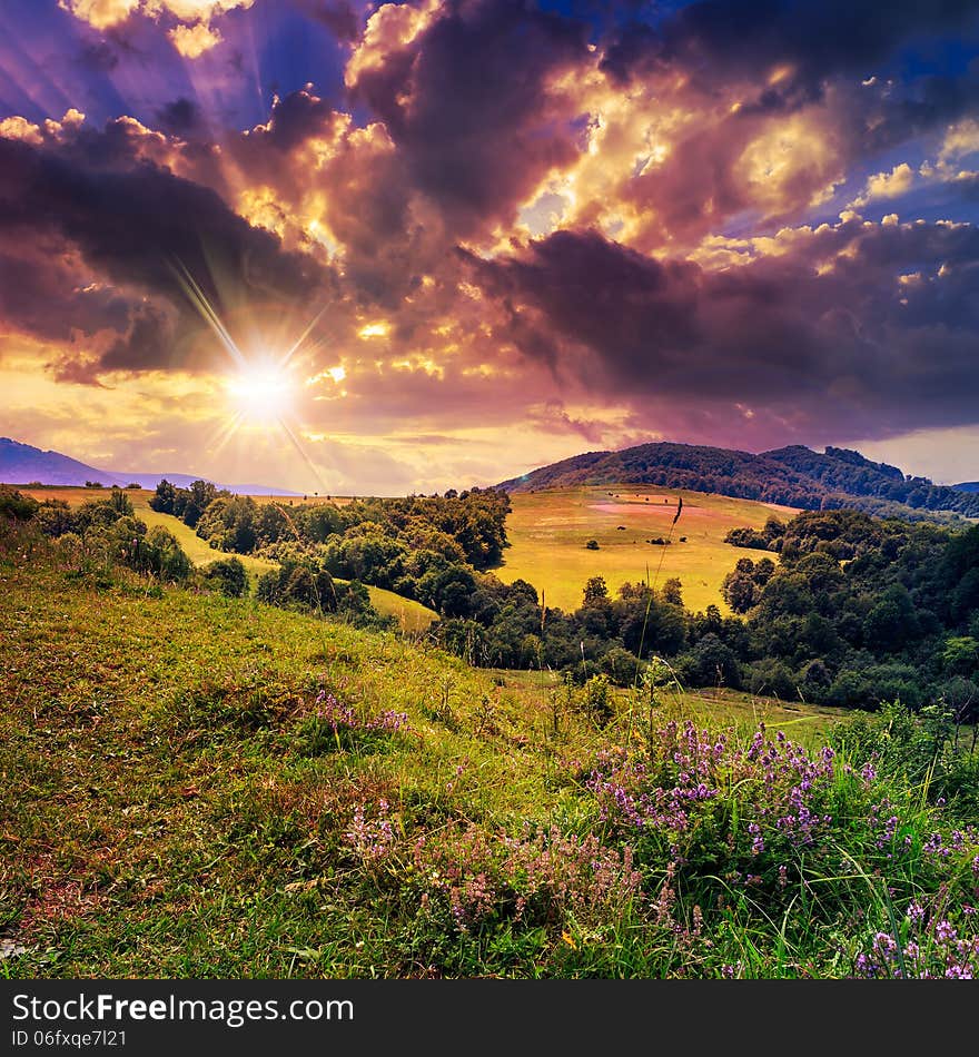 Coniferous forest on a steep mountain slope at sunset