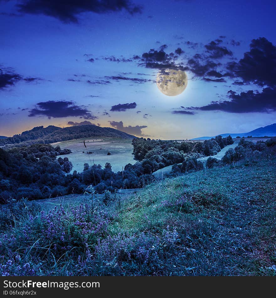 Coniferous forest on a steep mountain slope at night