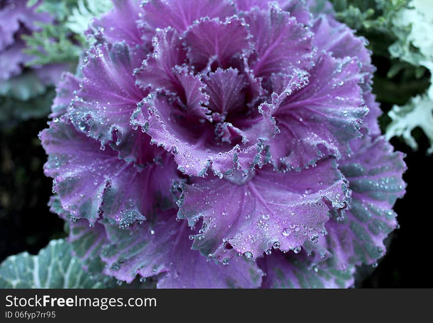 Flowering Cabbage in ANGKHANG, Chiang Mai Thailand.