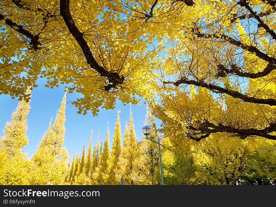 The yellow ginkgo trees against blue sky