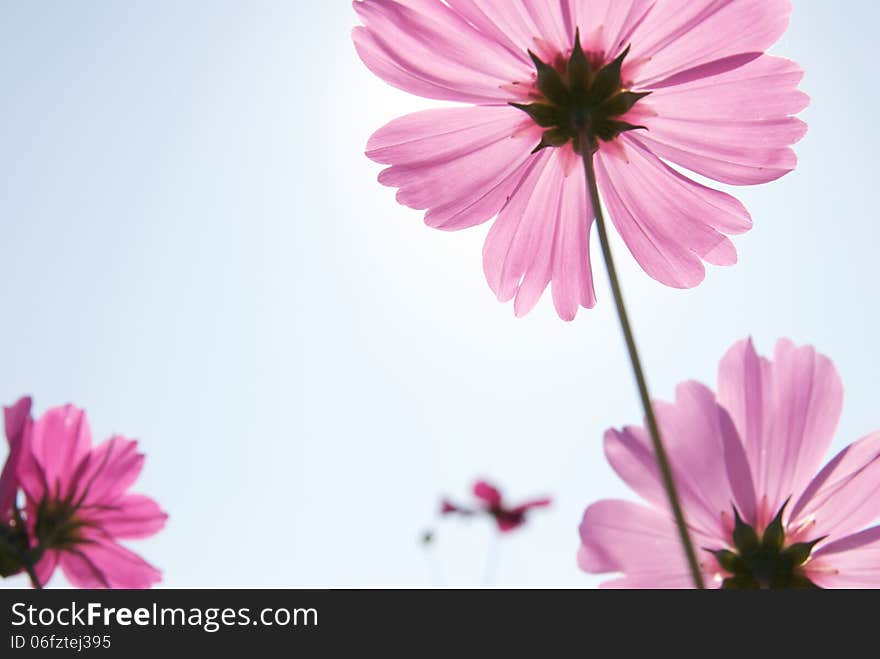 Good weather you can see light through the cosmos through the petals like silk general degree