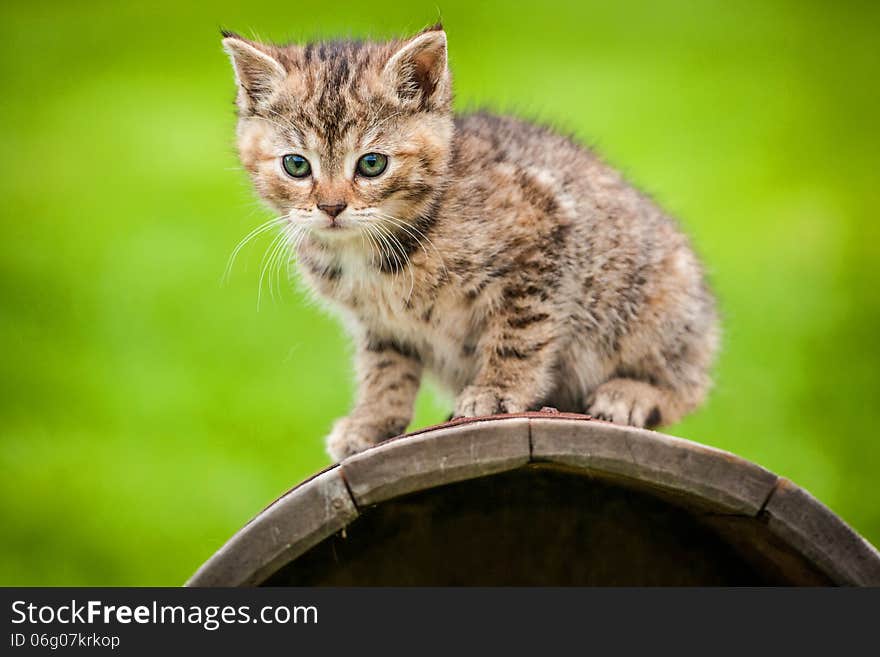 Domestic cat in the garden