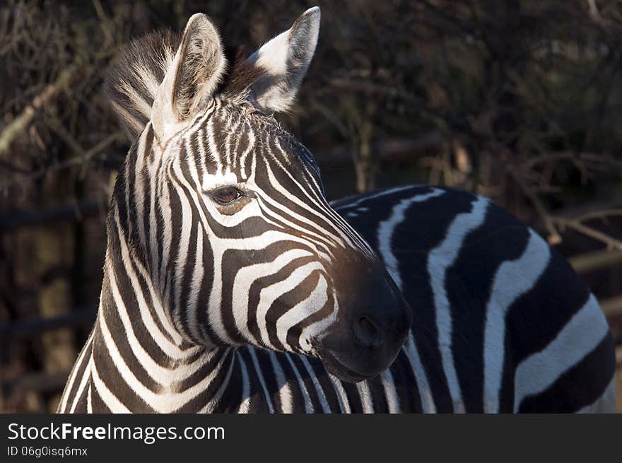 A closeup of the head of a zebra